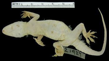 Media type: image;   Herpetology R-21927